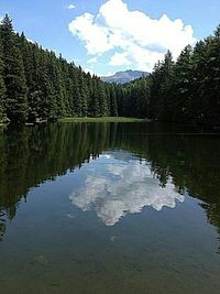 Reflection of trees in calm lake