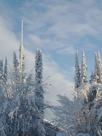 Snow covered plants against sky