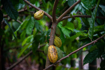 Close-up of fruit growing on tree