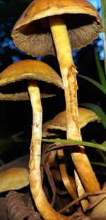 Close-up of mushroom growing on tree