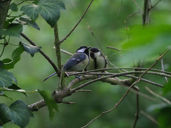 Close-up of bird perching on branch