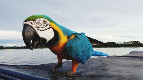 Close-up of parrot in lake