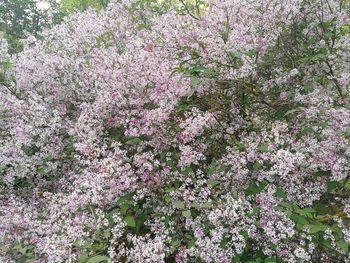 Close-up of pink flowers on tree