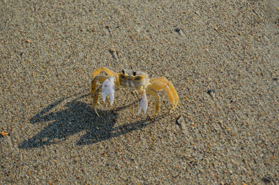 High angle view of crab on sand