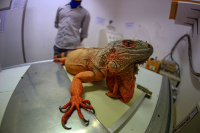 Close-up of a cat sitting on table