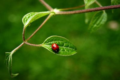 Ladybug on leaf