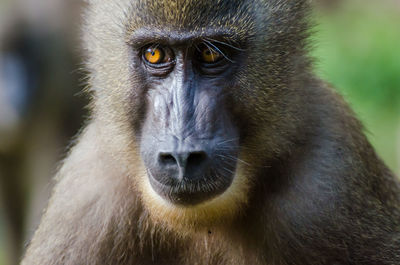 Close-up portrait of endangered drill monkey, nigeria, africa