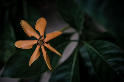 Close-up of flowering plant