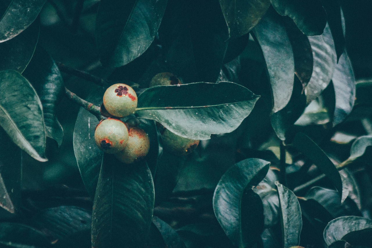 CLOSE-UP OF BERRIES ON TREE