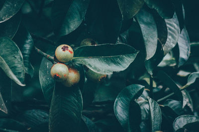 Close-up of fruits on tree