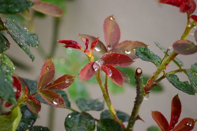 Close-up of raindrops on leaves during autumn