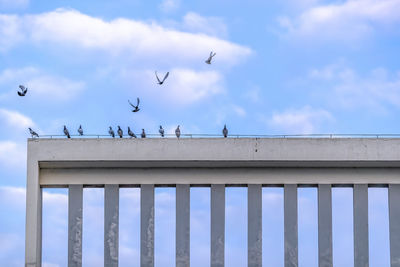 Low angle view of pigeons flying into the sky