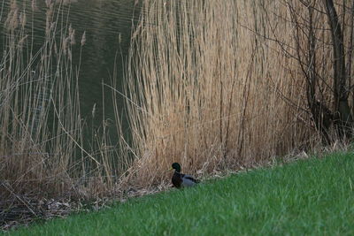 Bird sitting on a field