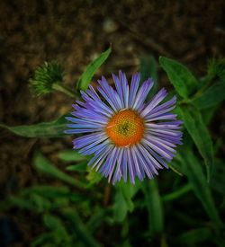 Close-up of fresh purple flower blooming in field