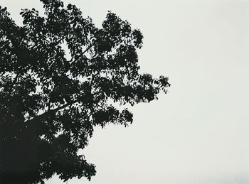 Low angle view of silhouette tree against clear sky