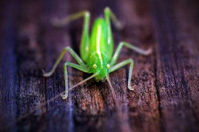 Close-up of grasshopper on wood
