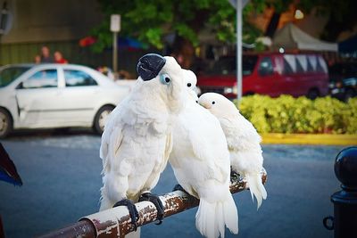 Close-up of cockatoos on pole by road