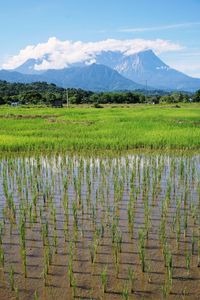Scenic view of field against sky with kinabalu mount background