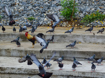 High angle view of pigeons flying over street