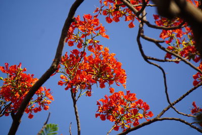 Low angle view of tree in autumn