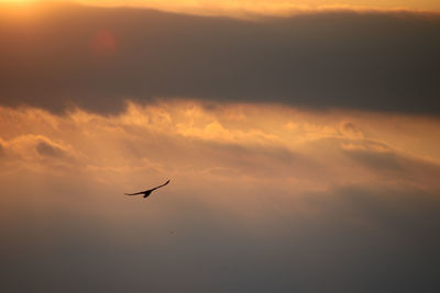 Silhouette bird flying in sky