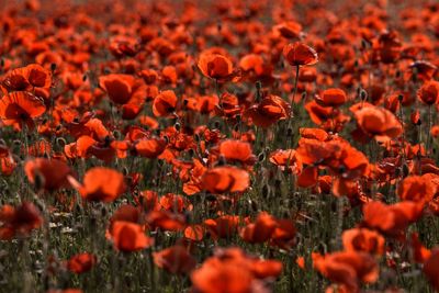 Close-up of orange poppy flowers in field