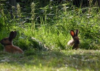 Animals on grassy field