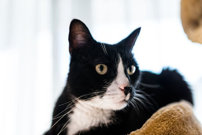 Close-up of black cat at home