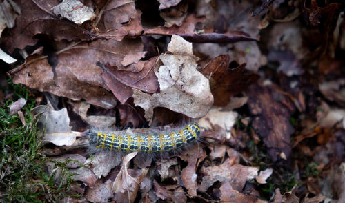 High angle view of lizard on dry leaves