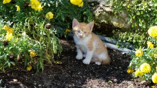 Cat on plants