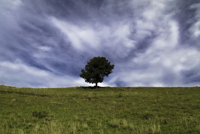 Tree on field against sky