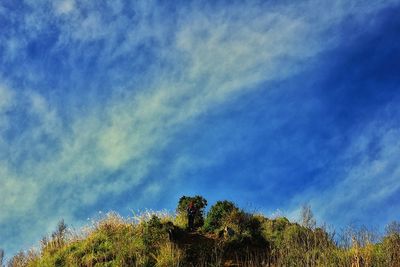 Low angle view of trees against sky