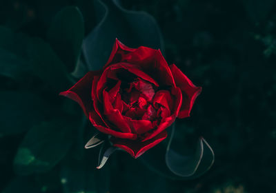 Close-up of red rose