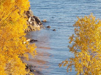 Close-up of maple tree in lake