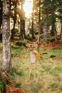 Wild animals in their natural habitat. european fallow deer in the forest in the rays of the sun