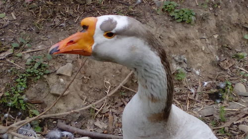 High angle view of swan on field