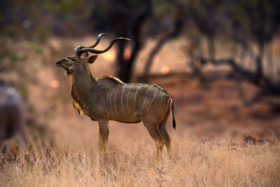 Side view of antelope on land
