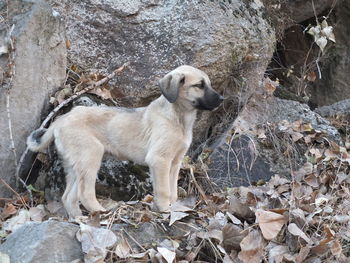 Dog sitting on rock