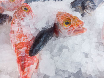 Close-up of fish for sale in market