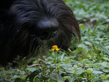 Close-up of dog in park