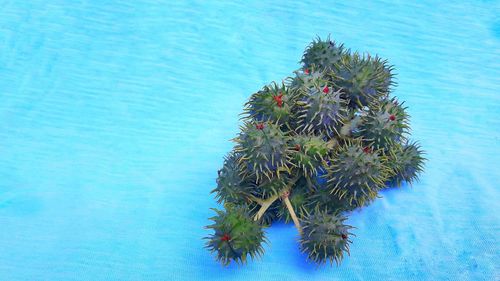 High angle view of plant in swimming pool