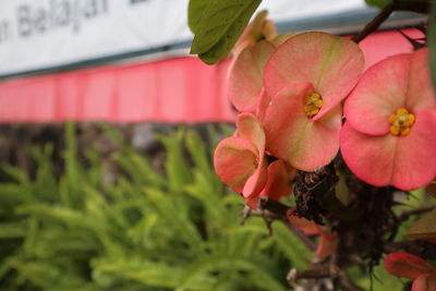 Close-up of red flowering plant