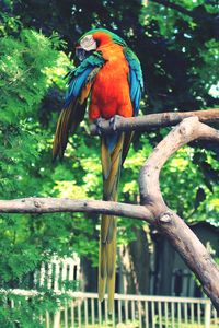 Bird perching on a tree