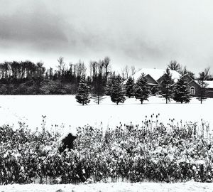 Plants by lake against sky during winter