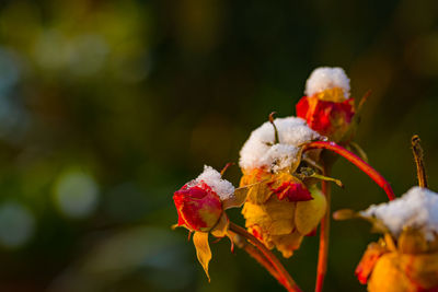 Close-up of flowers on plant