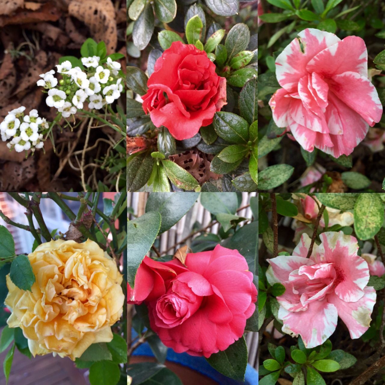 flower, freshness, petal, fragility, flower head, beauty in nature, growth, blooming, pink color, leaf, plant, nature, rose - flower, high angle view, close-up, in bloom, day, focus on foreground, outdoors, park - man made space