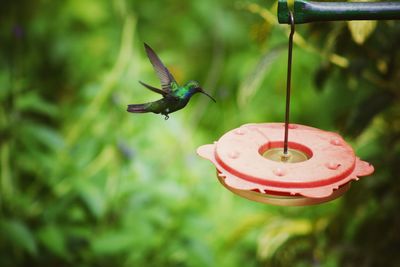 Close-up of hummingbird hovering by bird feeder against plants