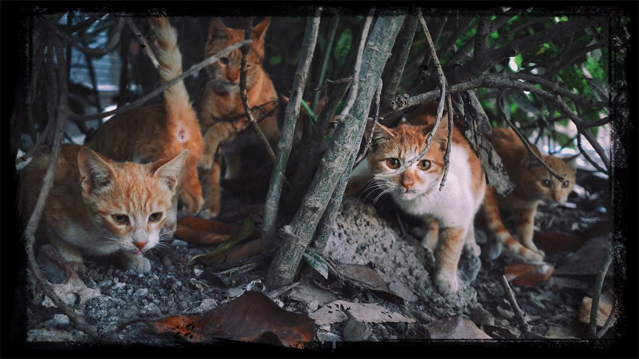 animal themes, domestic cat, mammal, cat, pets, one animal, domestic animals, transfer print, feline, portrait, looking at camera, auto post production filter, whisker, sitting, leaf, alertness, relaxation, no people, outdoors, zoology