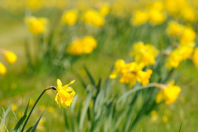 Close-up of yellow flower on field