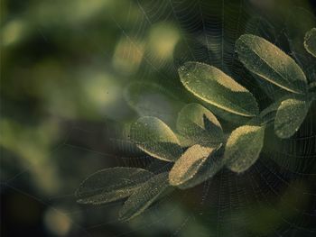 Close-up of plant seen through wet spider web